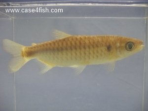Foto Galerie/Characiformes/Characidae/Chalceus macrolepidotus/Chalceus macrolepidotus_01_S.jpg
